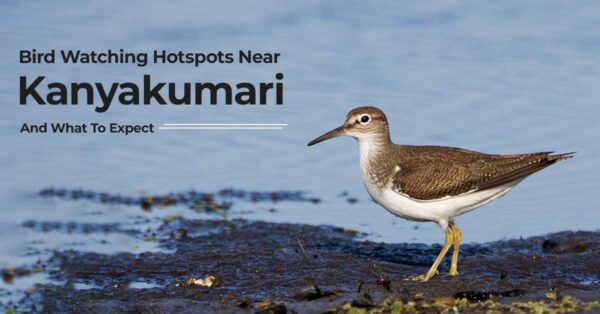 Bird Watching Hotspots Near Kanyakumari And What To Expect.